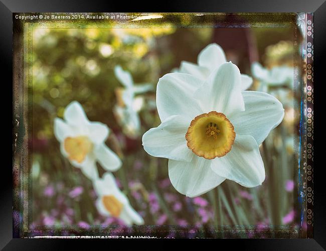 yellow white daffodil Framed Print by Jo Beerens