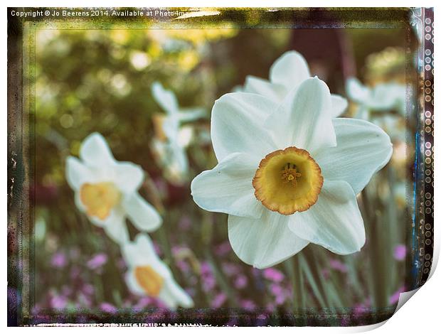 yellow white daffodil Print by Jo Beerens