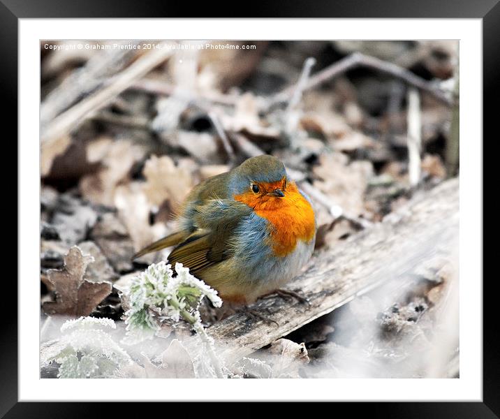 Robin in Frost Framed Mounted Print by Graham Prentice