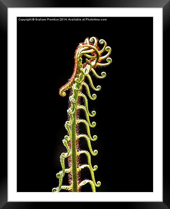Sinuous Fern Framed Mounted Print by Graham Prentice