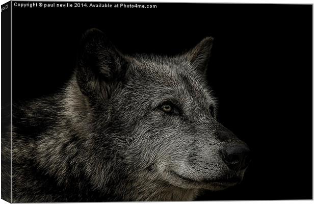 wolf portrait Canvas Print by paul neville