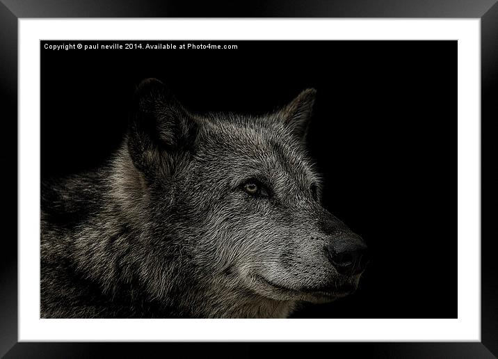 wolf portrait Framed Mounted Print by paul neville