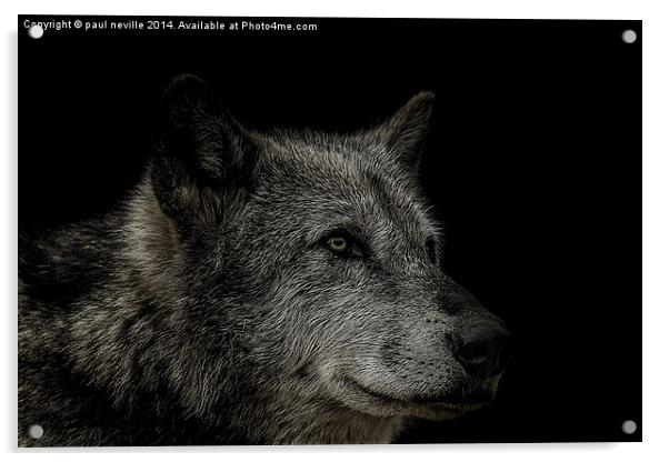 wolf portrait Acrylic by paul neville
