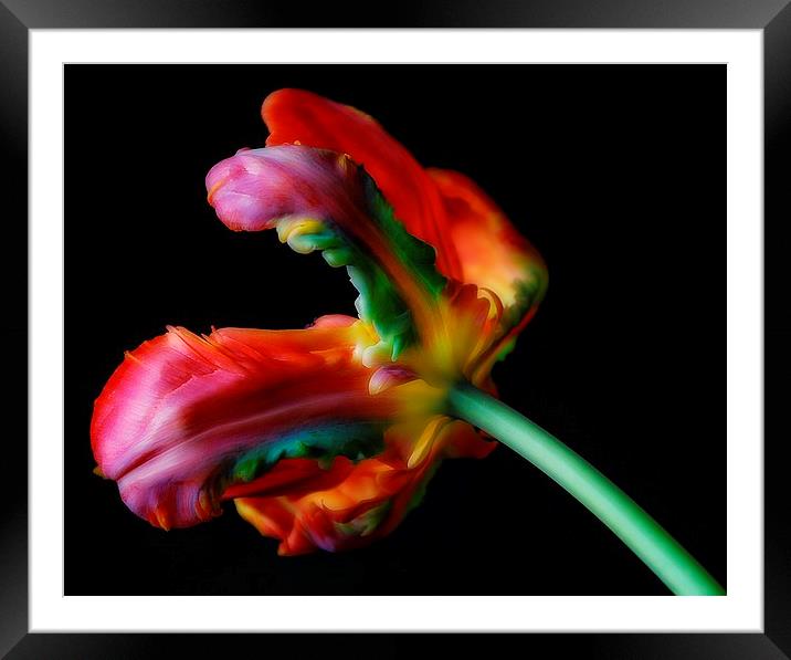 Just Tulips. Framed Mounted Print by Rosanna Zavanaiu