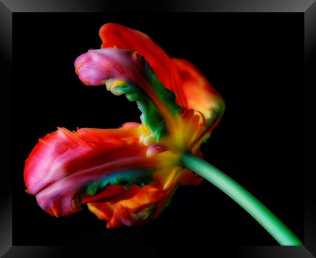 Just Tulips. Framed Print by Rosanna Zavanaiu