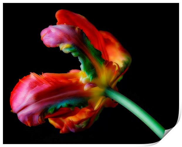 Just Tulips. Print by Rosanna Zavanaiu