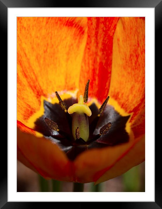 Orange Tulip Framed Mounted Print by Gypsyofthesky Photography