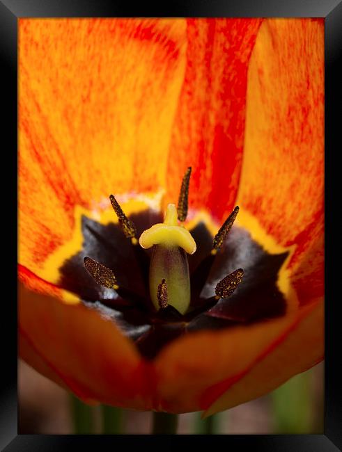 Orange Tulip Framed Print by Gypsyofthesky Photography