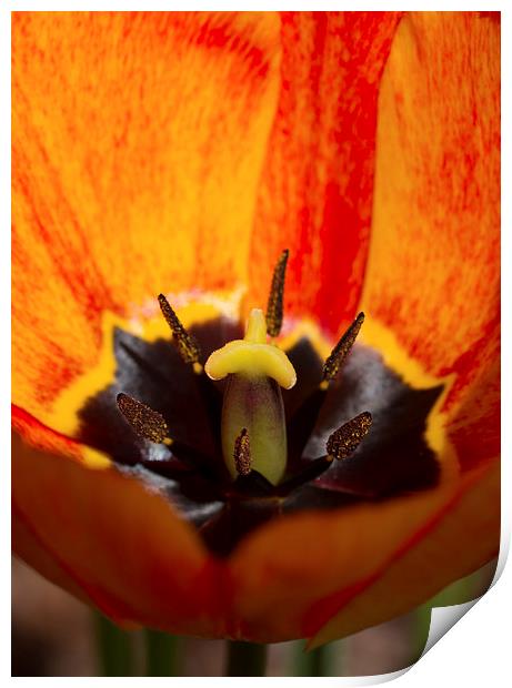 Orange Tulip Print by Gypsyofthesky Photography