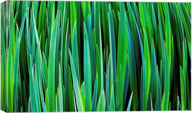 Reeds Canvas Print by Gypsyofthesky Photography