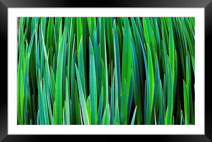 Reeds Framed Mounted Print by Gypsyofthesky Photography
