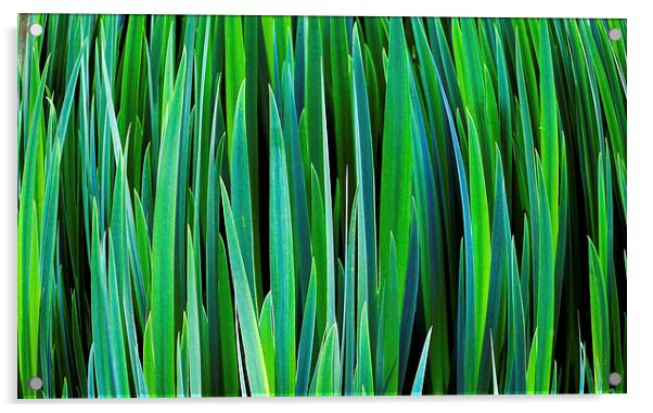 Reeds Acrylic by Gypsyofthesky Photography