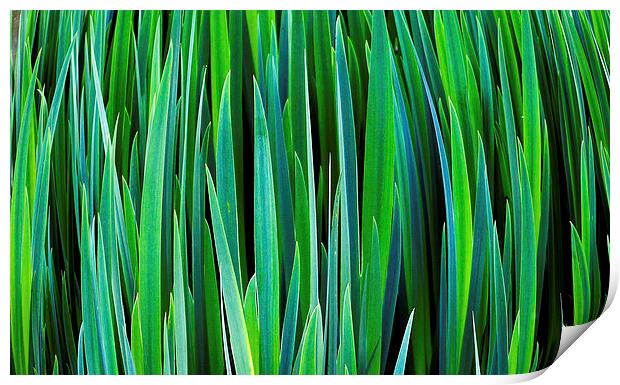 Reeds Print by Gypsyofthesky Photography