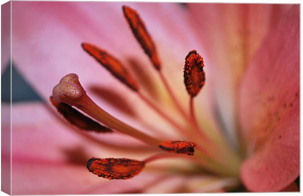 Centre of a Lily Canvas Print by Karen Martin