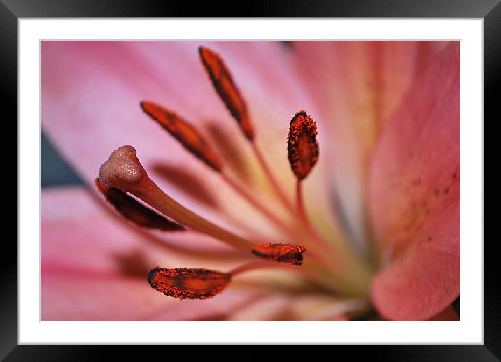 Centre of a Lily Framed Mounted Print by Karen Martin
