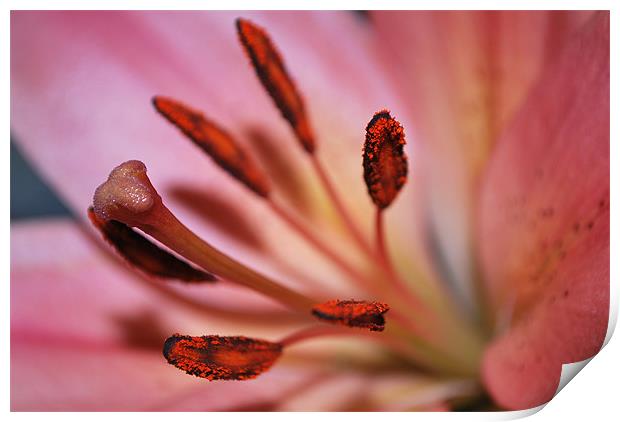 Centre of a Lily Print by Karen Martin