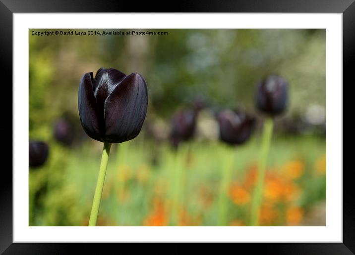 Black Tulip Framed Mounted Print by David Laws