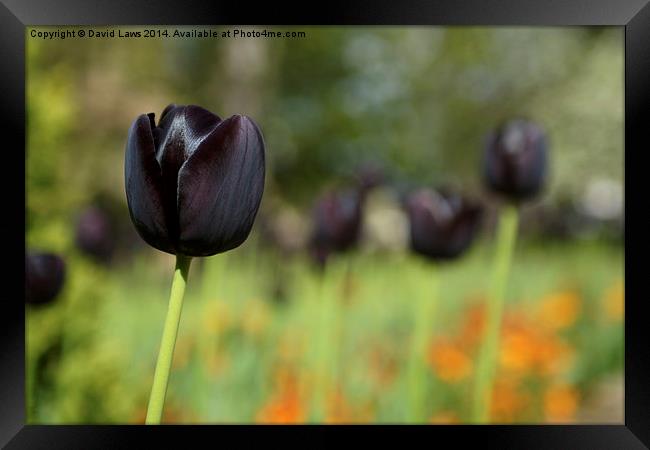 Black Tulip Framed Print by David Laws