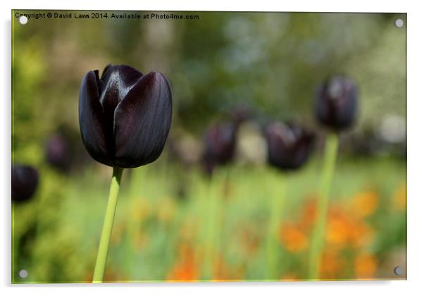 Black Tulip Acrylic by David Laws