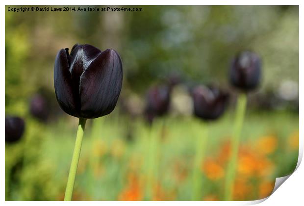 Black Tulip Print by David Laws