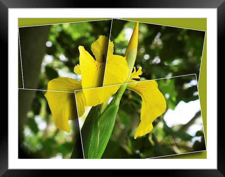 Summer Iris Framed Mounted Print by michelle whitebrook