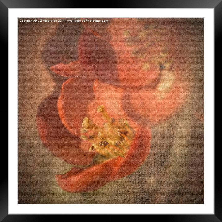 Flowering Quince Framed Mounted Print by LIZ Alderdice