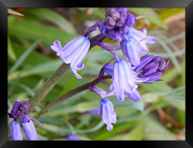 Bluebells Framed Print by Sarah Turner