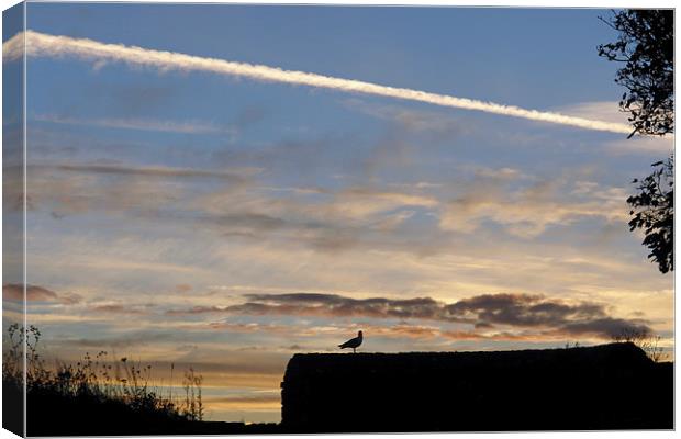 Lone Bird at sunset Canvas Print by Ashish Agarwal