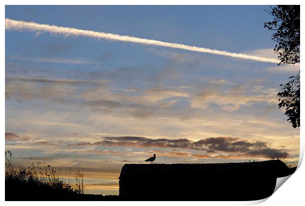 Lone Bird at sunset Print by Ashish Agarwal
