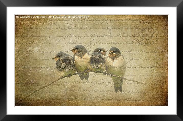 Vintage Swallow Fledglings Framed Mounted Print by LIZ Alderdice