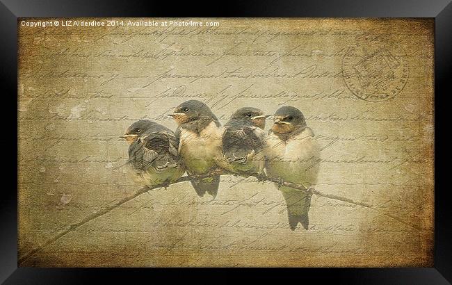 Vintage Swallow Fledglings Framed Print by LIZ Alderdice