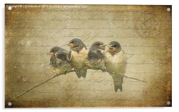 Vintage Swallow Fledglings Acrylic by LIZ Alderdice