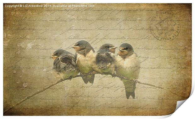 Vintage Swallow Fledglings Print by LIZ Alderdice
