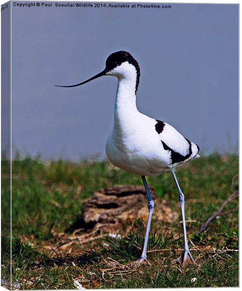 Avocet Canvas Print by Paul Scoullar