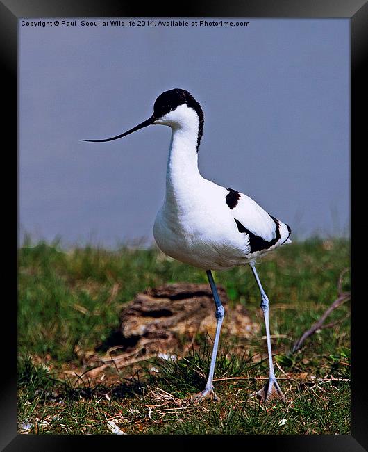 Avocet Framed Print by Paul Scoullar