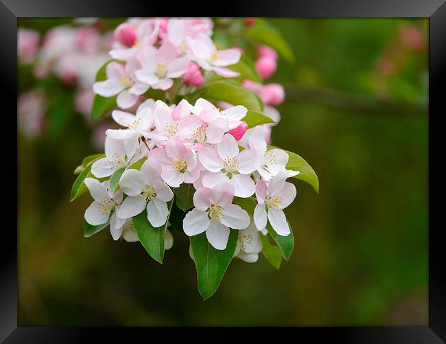 Blossom Framed Print by sharon bennett