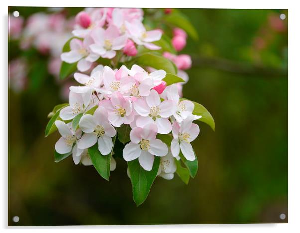 Blossom Acrylic by sharon bennett