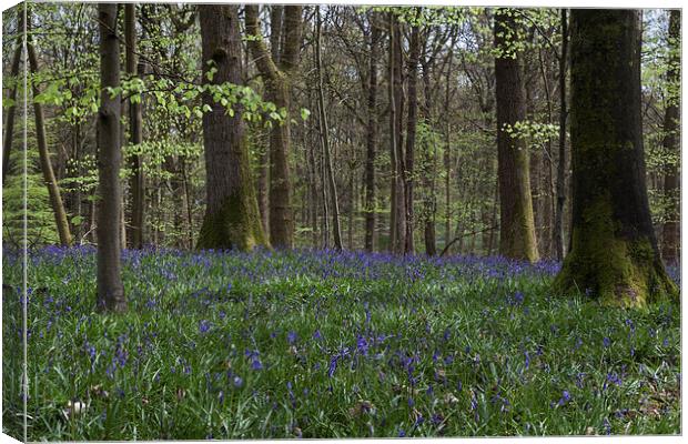 Soudley Bluebell Woods Canvas Print by David Tinsley
