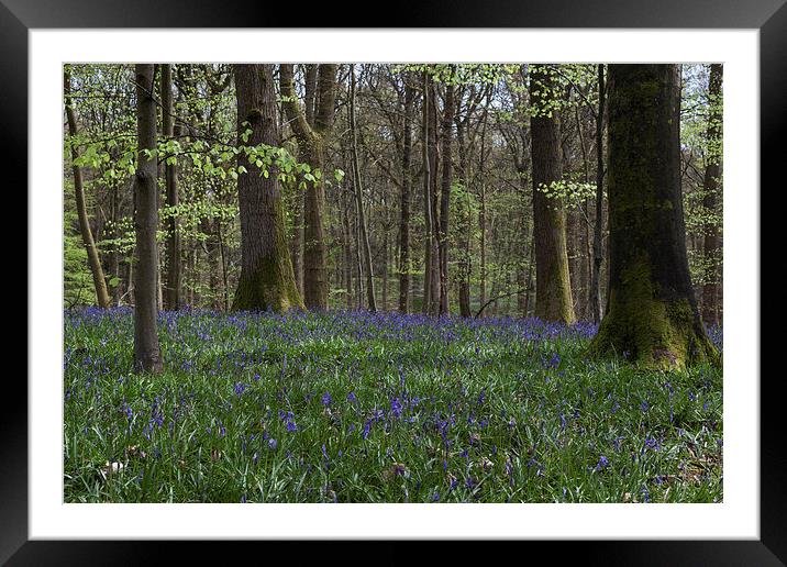 Soudley Bluebell Woods Framed Mounted Print by David Tinsley