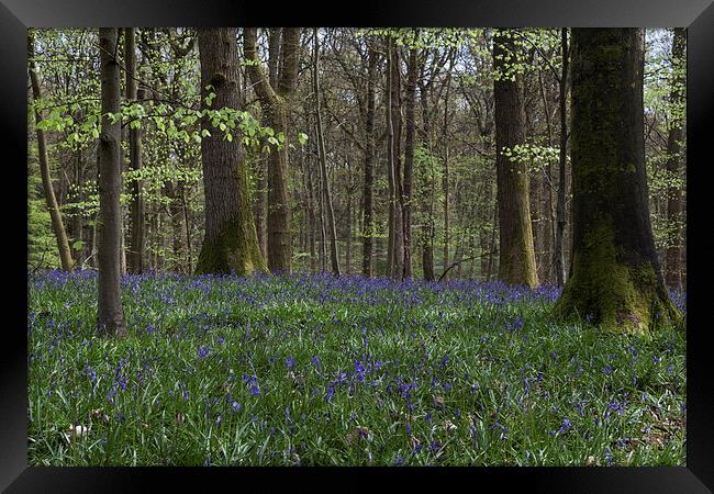 Soudley Bluebell Woods Framed Print by David Tinsley