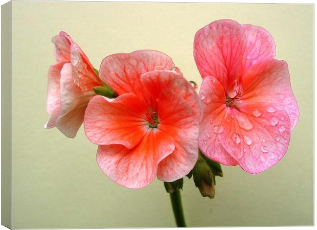 Pink Geranium and Raindrops Canvas Print by james richmond