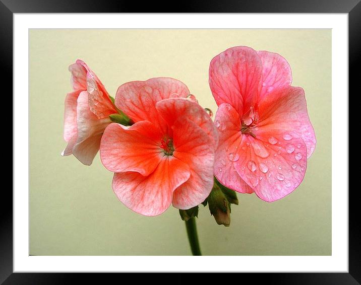 Pink Geranium and Raindrops Framed Mounted Print by james richmond