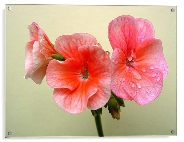 Pink Geranium and Raindrops Acrylic by james richmond