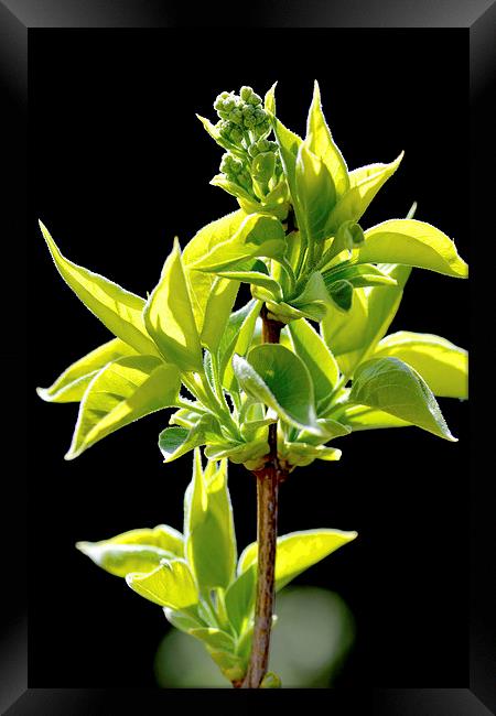 Syringa vulgaris ‘Madame Lemoine’ in bud Framed Print by Frank Irwin