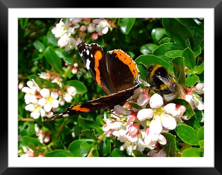 Bee & Butterfly Framed Mounted Print by Christopher Humphrey