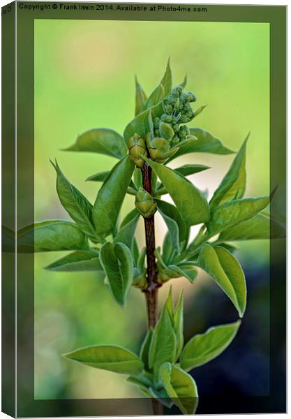 Attractively framed “White Lilac” buds. Canvas Print by Frank Irwin