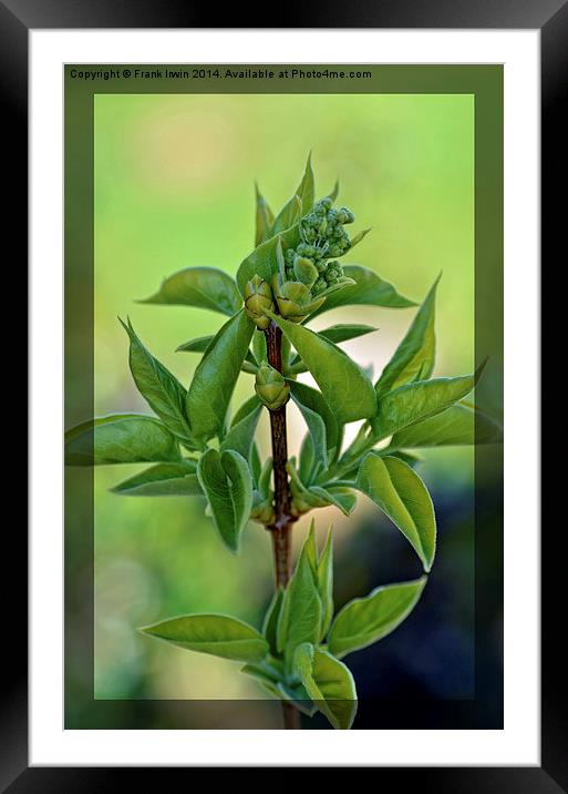 Attractively framed “White Lilac” buds. Framed Mounted Print by Frank Irwin