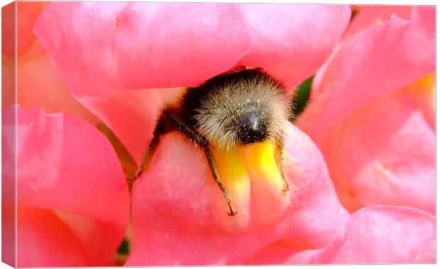 Bee Stuck In A Flower Canvas Print by Christopher Humphrey