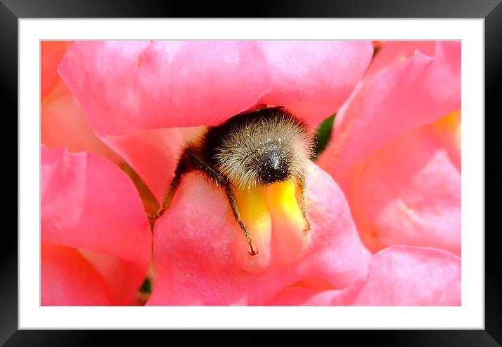 Bee Stuck In A Flower Framed Mounted Print by Christopher Humphrey