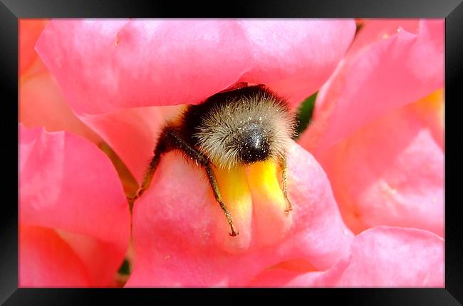 Bee Stuck In A Flower Framed Print by Christopher Humphrey
